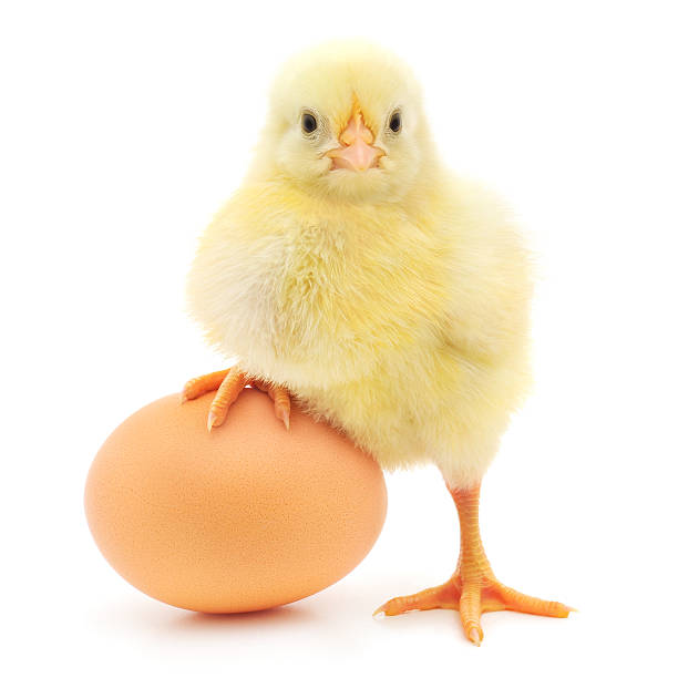 What Came First, Egg or Chicken?

Tell me in comments.