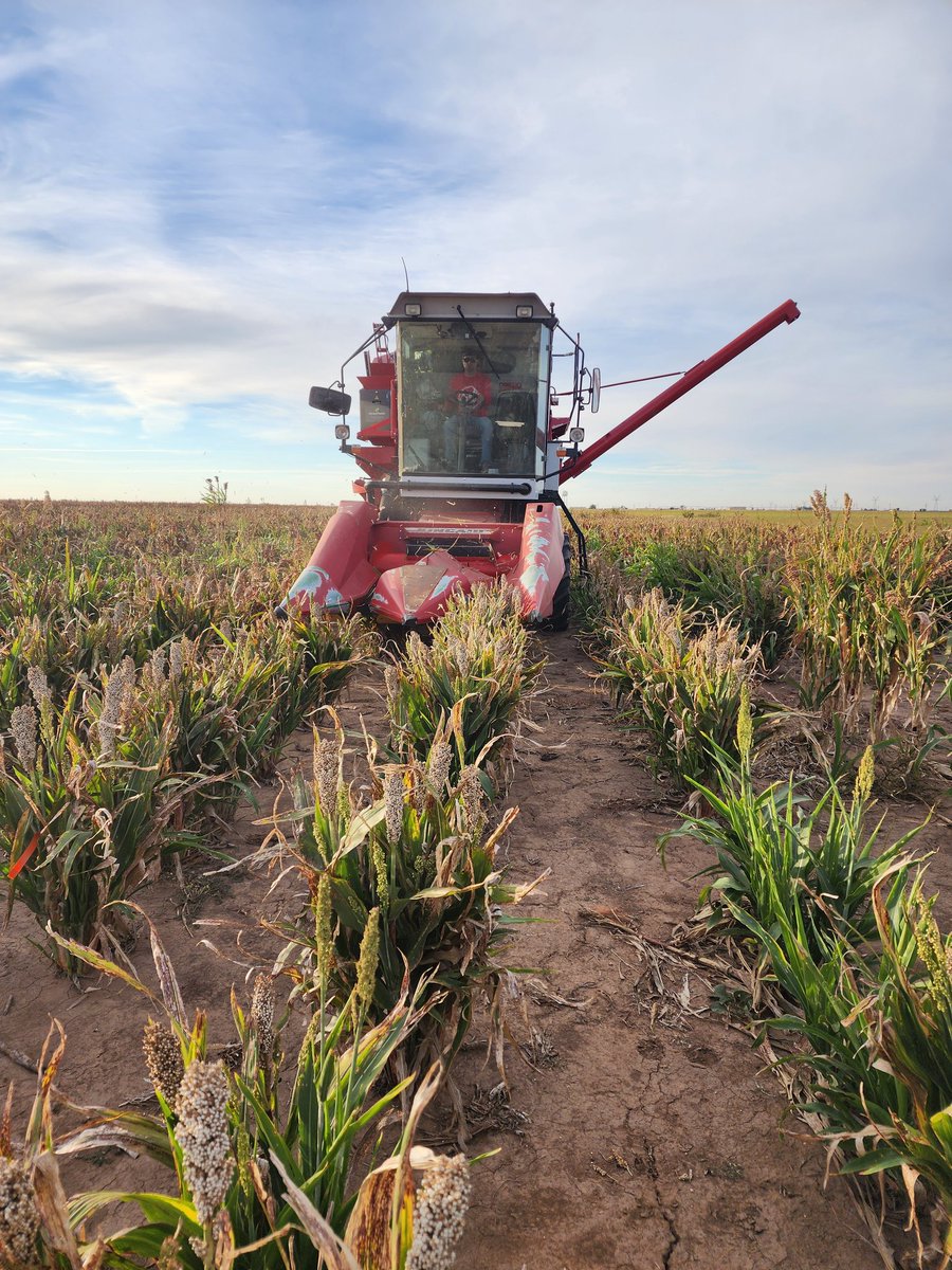 SainiDK10's tweet photo. First harvest of the season: ✅ The USCP sorghum trial is underway🥳🤩🤞Huge thanks to Matt and @DrSorghum for all the help in getting things started🥳🙏.
#SorghumHarvesting ##CropForageSystemsLab @KJagadish_TTU @ISomayanda https://t.co/a3oPuorvtx