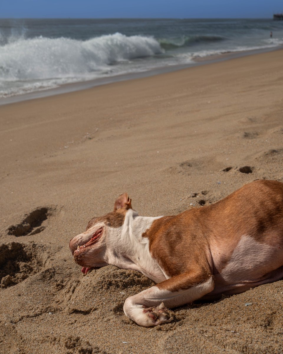 Adam Greenbaum tweet media