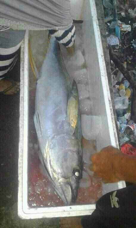 Sinhardjun's tweet photo. Kamis (10-10-2024) @Sinhardjun
Luhkan Kota Ternate mendata  hasil tangkap Bpk. M. Yunan. A Tomagola Kel. Jambula Kec. Pulau Ternate, ikan Tuna 60 Kg harga jual 37.000/Kg #GiatLuhkanSatminkalAmbon #puslatluh #produksi #Ternate https://t.co/bijGfsa1U1