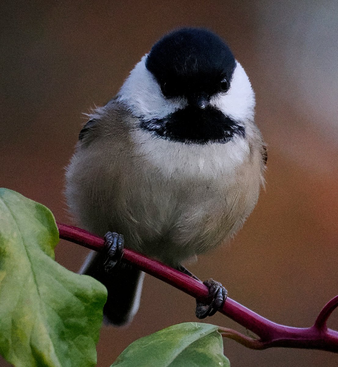 Above96th's tweet photo. Thrilled to see Black-capped Chickadees in Central Park again, as they're few and far between some years. This little guy was briefly perched on Pokeweed in the Wildflower Meadow. 😍😍😍 #Chickadee #CentralPark #birdcpp https://t.co/htsklcZOhA