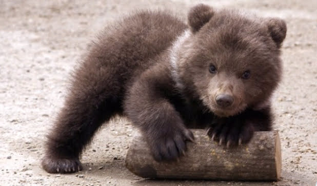 Massimo Moscarelli tweet media