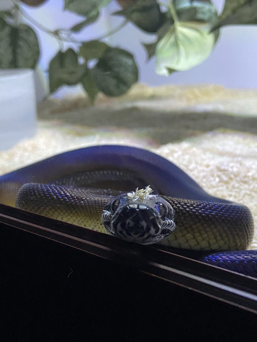 salt_Python_31's tweet image. 頭にカスカスつけて🥹
ご飯はまだです🥹