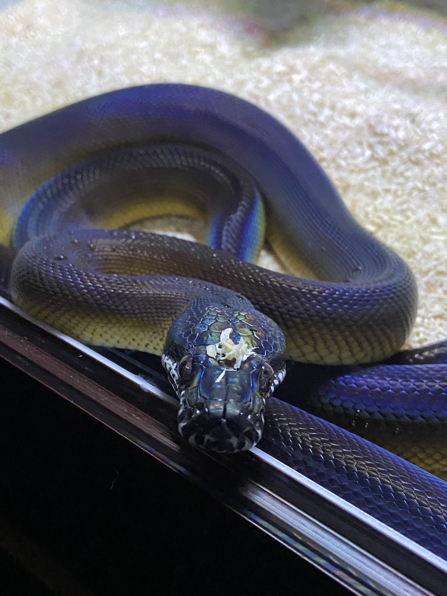 salt_Python_31's tweet image. 頭にカスカスつけて🥹
ご飯はまだです🥹
