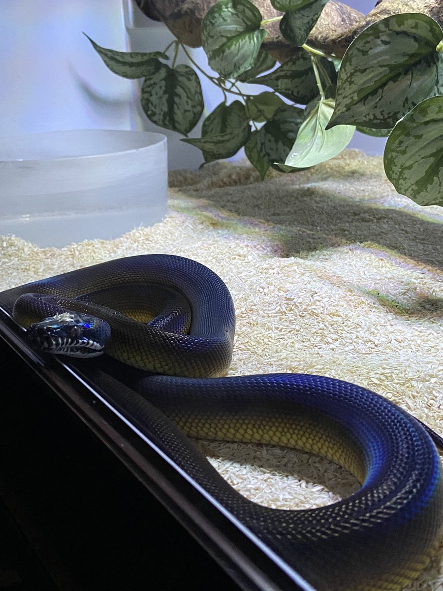 salt_Python_31's tweet image. 頭にカスカスつけて🥹
ご飯はまだです🥹