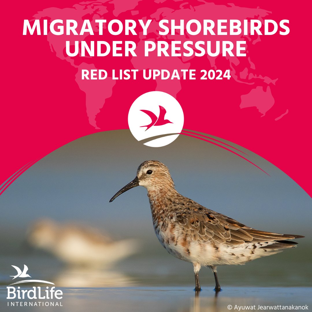 🚨BREAKING Red List Update: migratory shorebird populations are plummeting globally ⚠️ 📉

16 species have been reclassified to higher threat categories, with potential causes including habitat loss and degradation, disturbance, hunting and climate change. 

Travelling the world