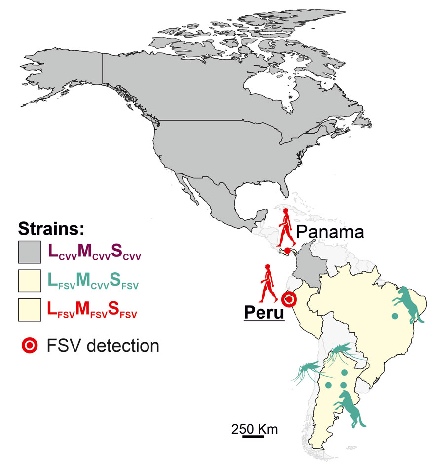 New case of #FortShermanVirus infection in a febrile patient from northern coastal Peru in 2020: FSV infections spanning ≈35 years and a distance of 2,000 km warrant diagnostics, genomic surveillance, and investigation of transmission cycles.
bit.ly/3BCkhHe