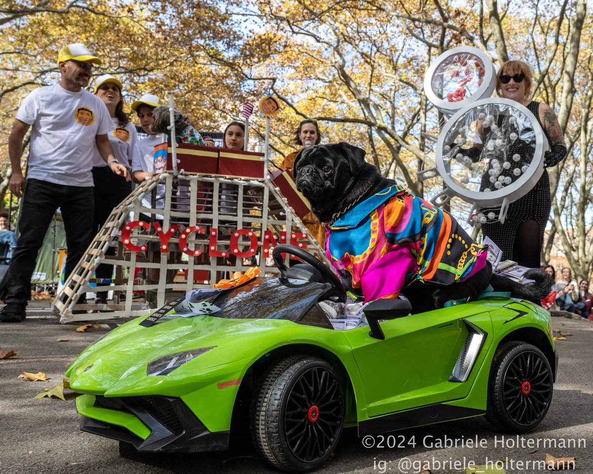 GabyLikesPhotos's tweet image. Dogs truly are therapeutic. Fun assignment for @brooklynpaper covering the #GreatPUPkin #dogcostume contest, receiving loads of puppy love. Follow link for more cuteness overload pics and story. #PupsOfBrooklyn #Halloween