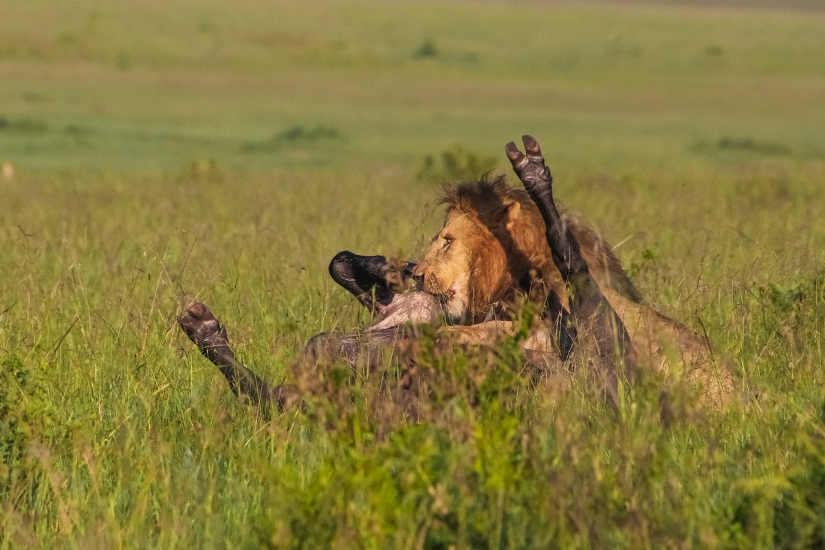bownaankamal's tweet photo. Olobor's friphas never faltered | Masai Mara | Kenya | Apr 2023
#jawsafrica #lionlover #wildlife_conversation_official #natgeowild #natgeo #natgeoindia #jawswildlife #clawsnwings #cnw #sanctuaryafrica #bbcwildlifepotd #bbcwildlifemagazine #blackrockboys #africanforest https://t.co/2nfu3o5VuN