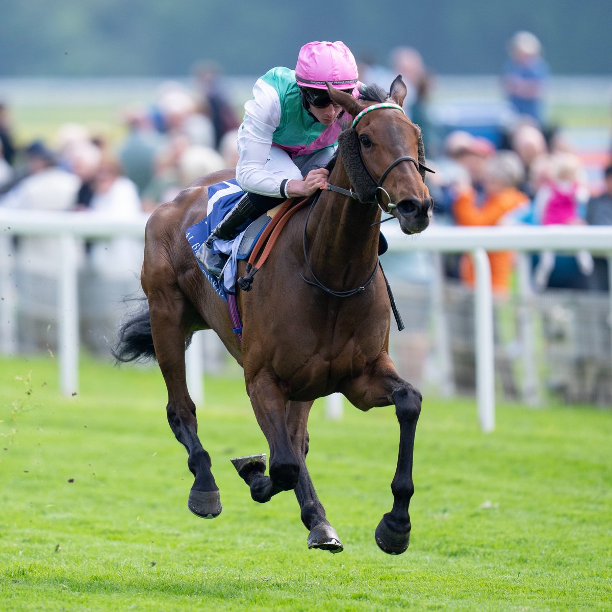 HORSERACING1002's tweet photo. BLUESTOCKING🇬🇧2020
(CAMELOT - EMOLOUS BY DANSILI)#Bluestocking
B/O Juddmonte Farms 🇬🇧February 11, 2020.
T/ Ralph M. Beckett
13-5-5-1---$4,542,483
Middleton S G2, Prix de L'Arc de Triomphe G1, Prix Vermeille G1, Pretty Polly S G1.
2nd British Champions Fillies & Mares S G1, Fillies Trial S, Irish Oaks G1, Stand Cup S, King George VI & Queen Elizabeth S G1,
3rd Ribblesdale S G2.