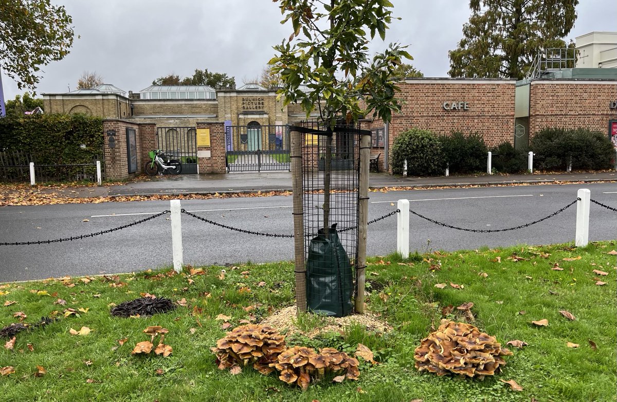 Some wonderful fungus are fruiting in Dulwich. This is honey fungus, probably feeding on old roots, near the centre of the Village.