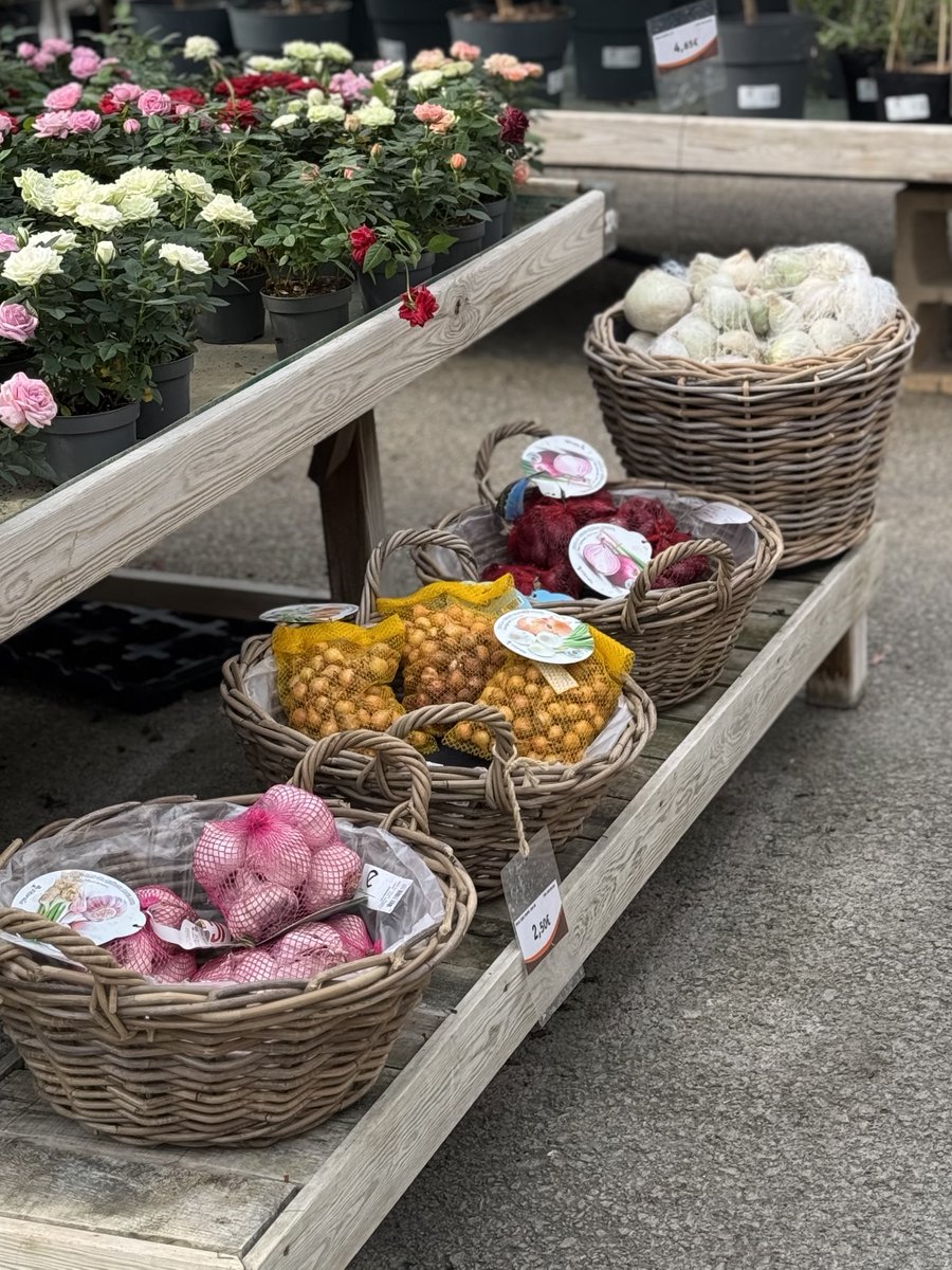 Vivers Ernest 🧡 Home & Garden tweet media