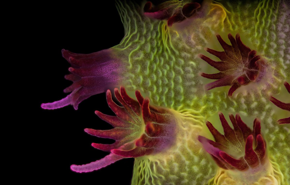 It's #MicroscopyMonday !🔬 This Fluorescent image of an Acropora sp. showing individual polyps with symbiotic zooxanthellae placed 15th in the 2023 <a href="/NikonSmallWorld/">Nikon Small World</a> competition. (5x Mag)

Credit: Dr. Pichaya Lertvilai, UC San Diego, Scripps Institution of Oceanography