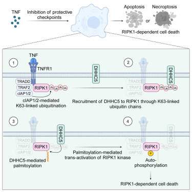 MolecularCell's tweet photo. Online Now: Palmitoylation licenses RIPK1 kinase activity and cytotoxicity in the TNF pathway https://t.co/Q071ORLSK6 https://t.co/pCnyPPvYzK