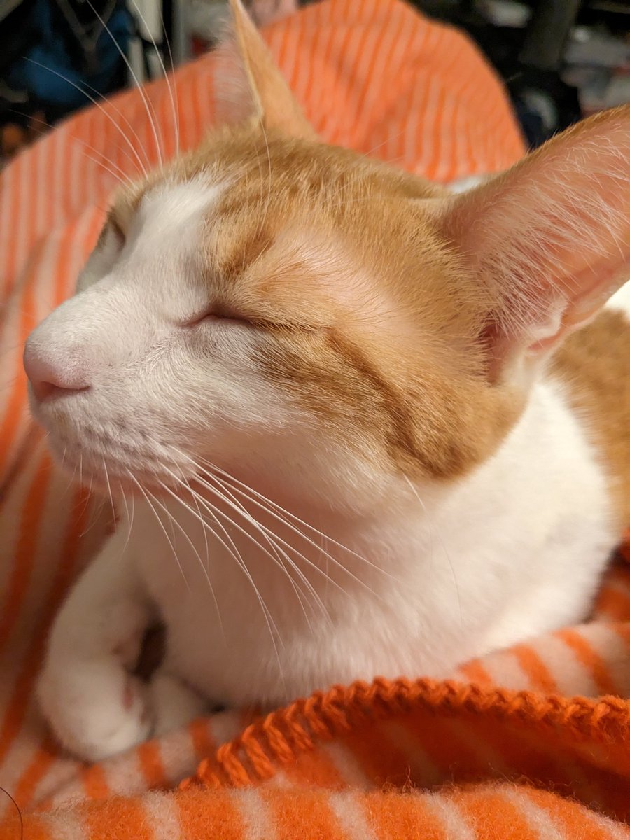 16Lumos's tweet photo. 買ってよかったﾌﾞﾗﾝｹｯﾄ https://t.co/rNt9tXHAQT