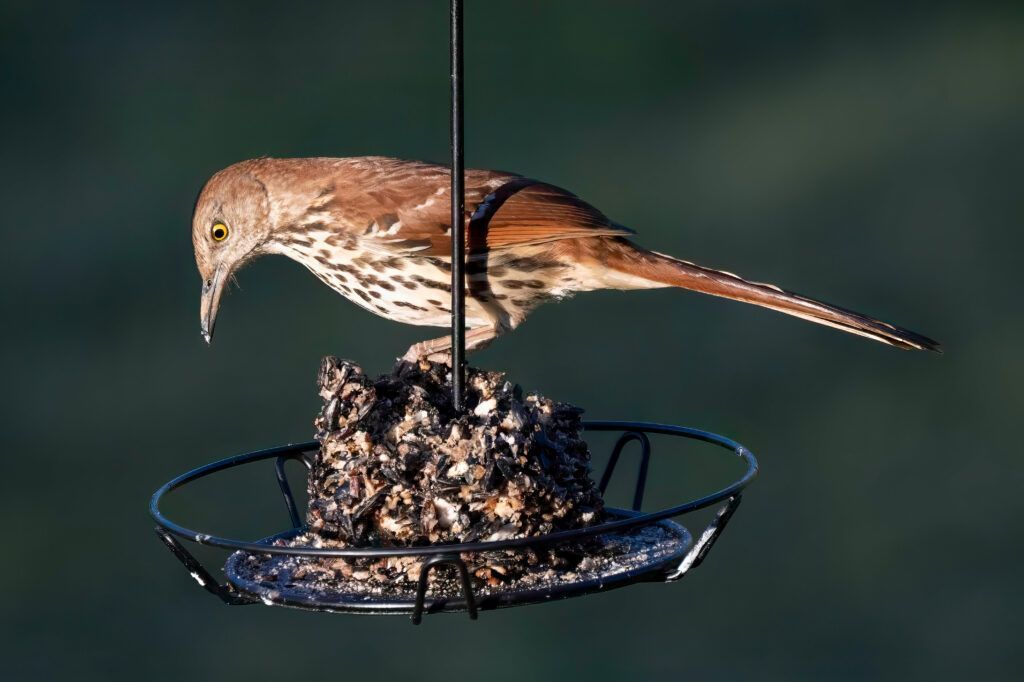 Project FeederWatch tweet media