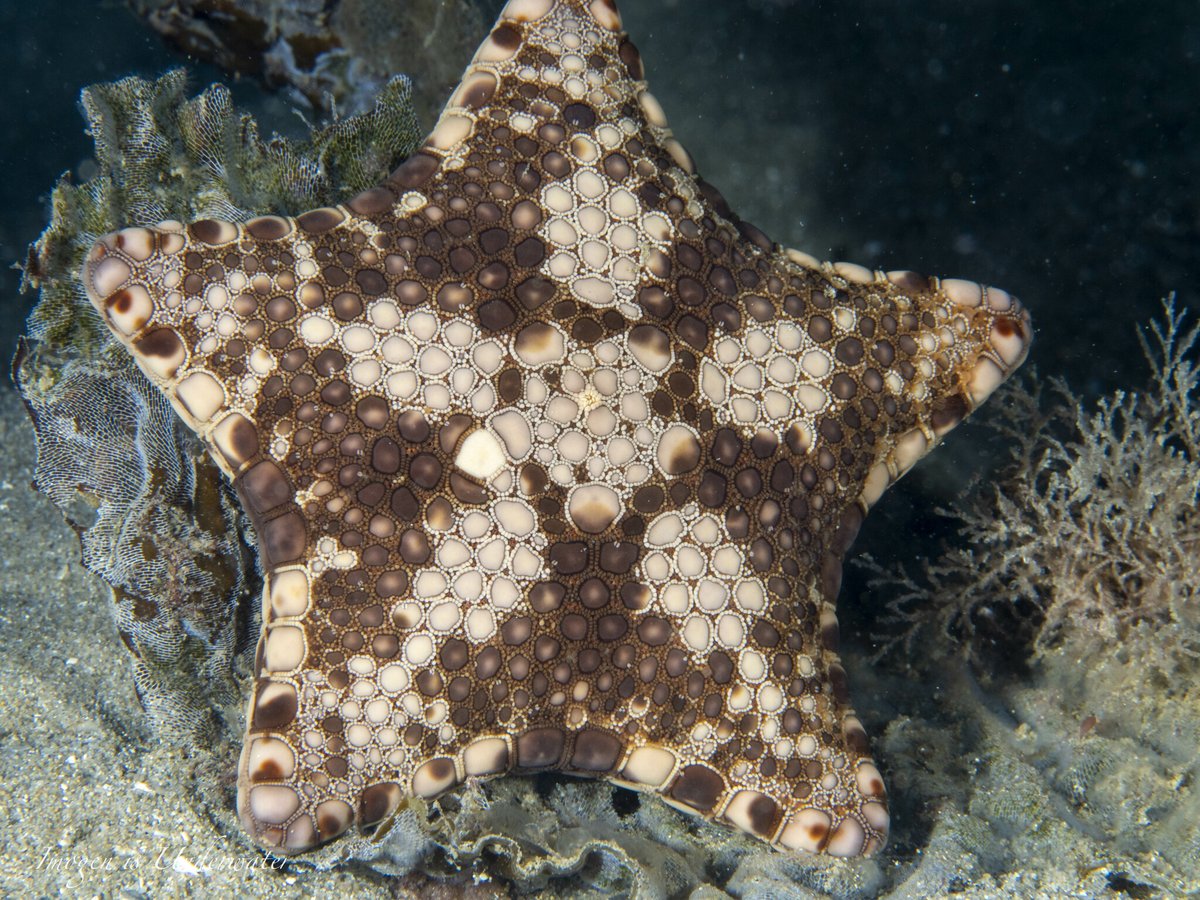 inaturalist's tweet image. Check out the surface details of a Magnificent Biscuit Star (Tosia magnifica) - it&apos;s our #MarineMonday Observation of the Day! Seen in #Australia by imogenisunderwater.

More details at: inaturalist.org/observations/2… #echinoderms #marinebio #nature #biodiversity