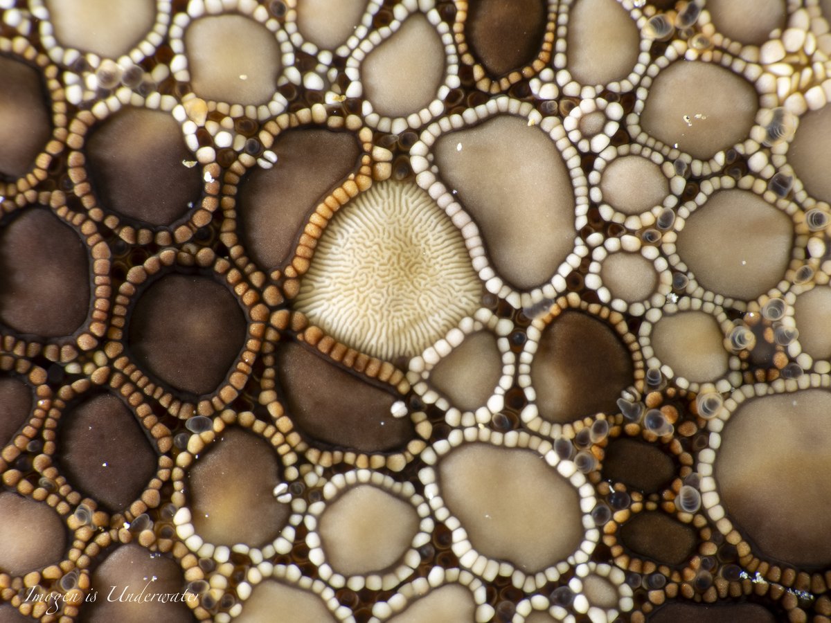 inaturalist's tweet image. Check out the surface details of a Magnificent Biscuit Star (Tosia magnifica) - it&apos;s our #MarineMonday Observation of the Day! Seen in #Australia by imogenisunderwater.

More details at: inaturalist.org/observations/2… #echinoderms #marinebio #nature #biodiversity