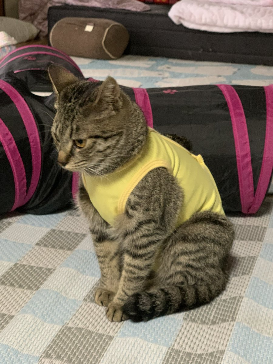 siratak_msn's tweet photo. うちの子のムチムチ術後服とは大違いなんだけどぉ！？！？ https://t.co/DNLY9y0McJ