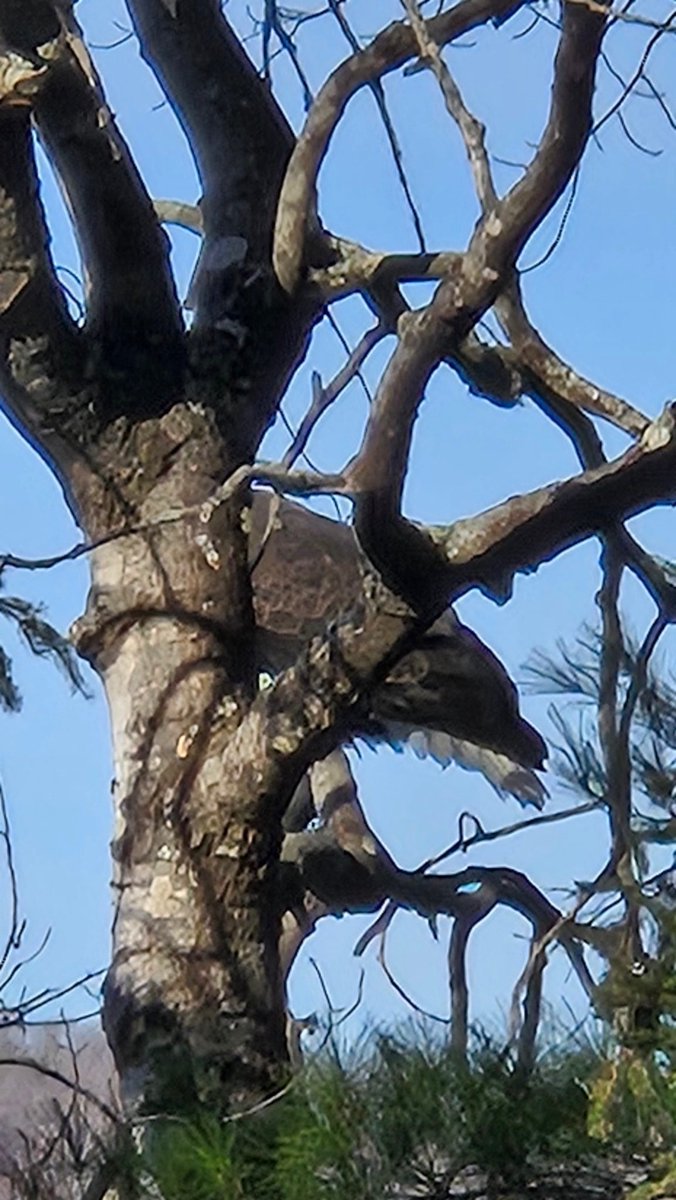 Lance_Valcour's tweet photo. WOW WOW WOW!! Just had a Bald Eagle land on a tree at the front of our home!!! 

I couldn't get around the tree in time to get a photo of its head :(

#Blessed #BaldEagle https://t.co/rITWAvKUx7