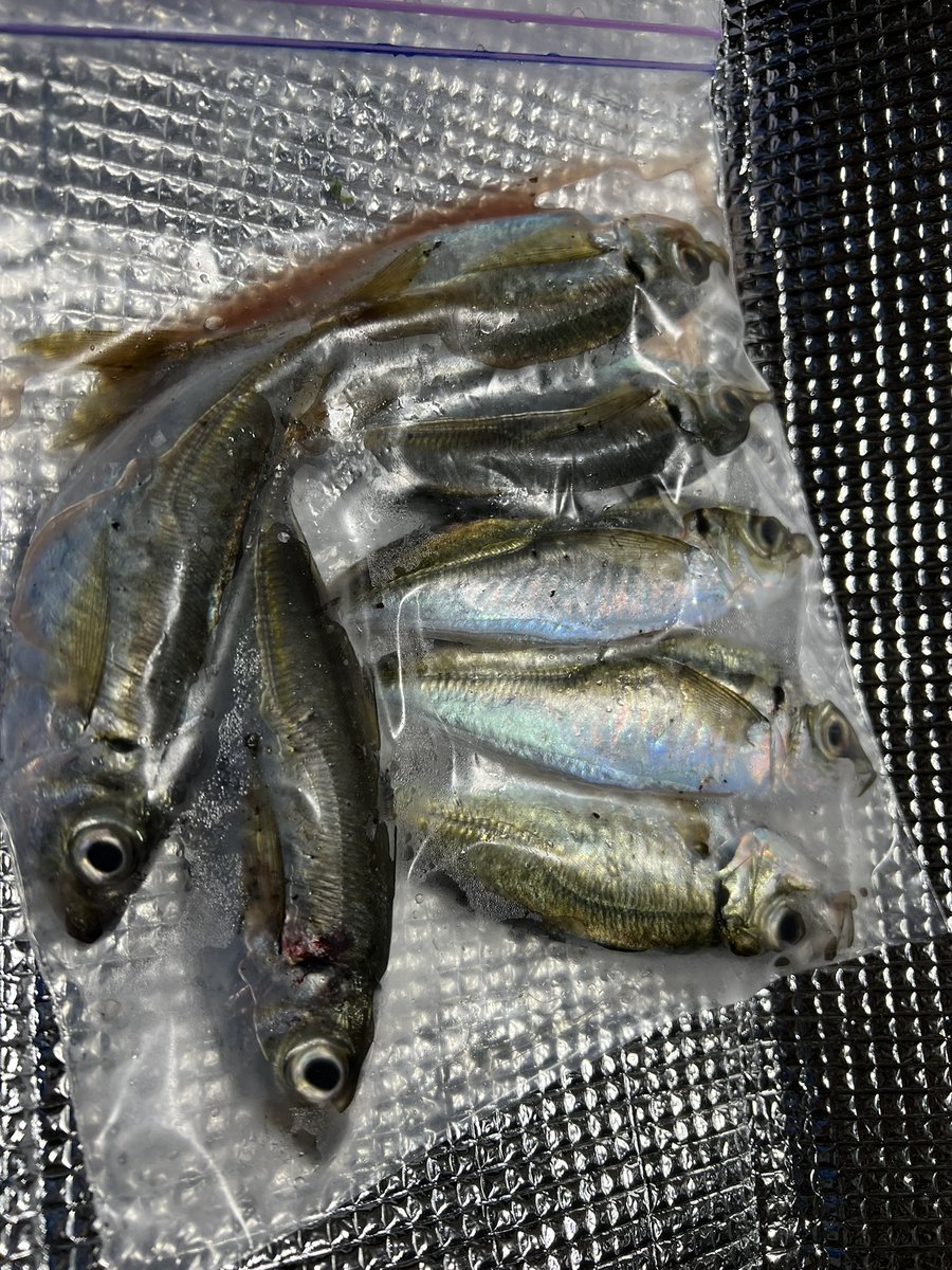 ひつき tweet media