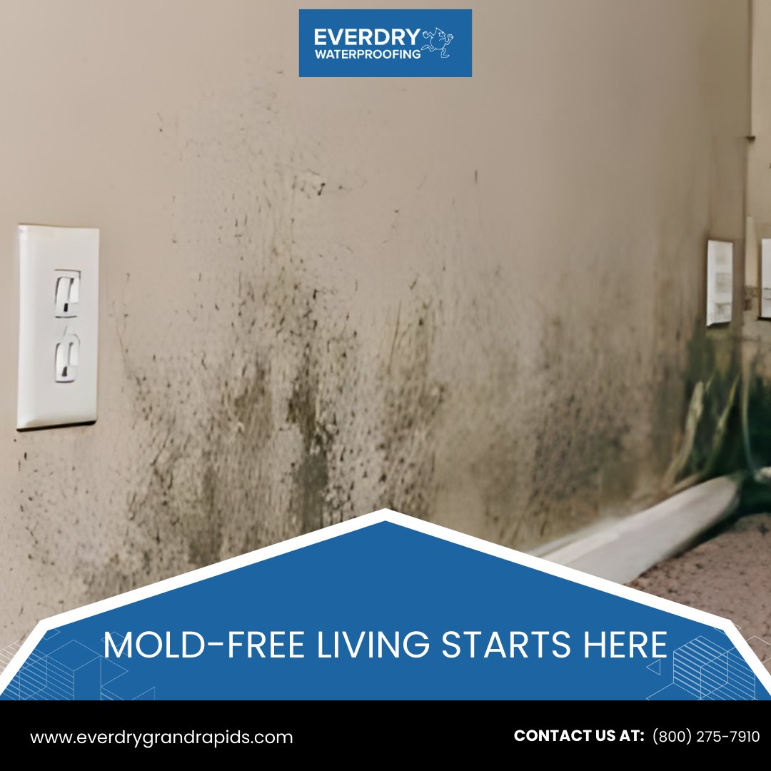 EverdryGGR's tweet photo. Stop mold before it takes hold. Our mold prevention and removal tips keep your home healthy and your family safe. 

Learn more about our effective solutions: https://t.co/6mQiDcqQZQ  

#MoldPrevention #HealthyHome #WaterproofingTips https://t.co/G8VwlUbJqU
