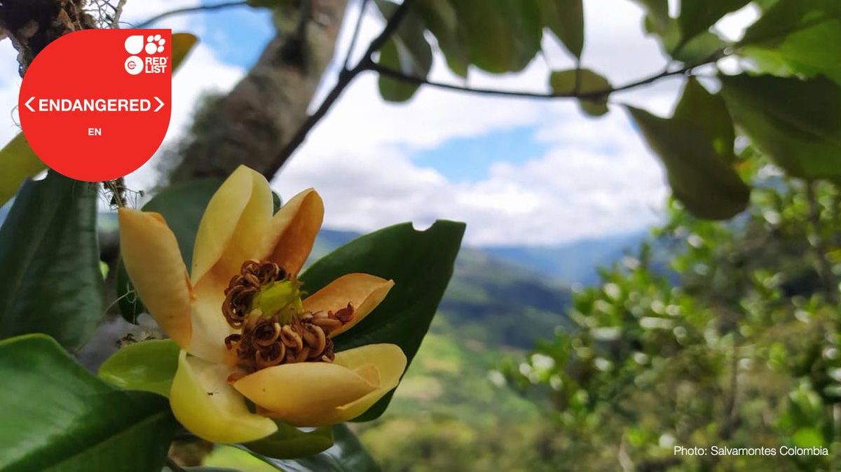 📢 BREAKING NEWS: More than one in three tree species worldwide faces #extinction - <a href="/IUCNRedList/">IUCN Red List</a> 

➡️ shorturl.at/JXsvd

#COP16Colombia