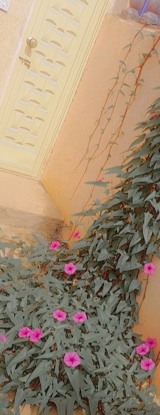 jukanda2022's tweet photo. يااارب تعود من تاني لمتنا وأيام جميلة جمعتنا 
#أبو _زيزو #أم_زيزو بيتكم فاقدكم😭😭 https://t.co/p9kIshSfTW
