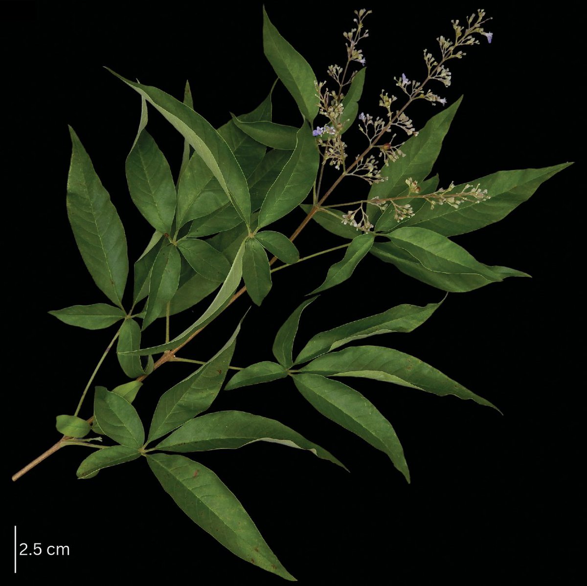PhytoKeys (@phytokeys) on Twitter photo Researchers of <a href="/UPLBOfficial/">UP Los Baรฑos</a> assembled the complete chloroplast genomes of five species belonging to the Vitex trifolia complex. Find out more here: doi.org/10.3897/phytokโฆ
#taxonomy #plants <a href="/RPGentallan/">Renerio P. Gentallan Jr.</a> Researchers of <a href="/UPLBOfficial/">UP Los Baรฑos</a> assembled the complete chloroplast genomes of five species belonging to the Vitex trifolia complex. Find out more here: doi.org/10.3897/phytokโฆ
#taxonomy #plants <a href="/RPGentallan/">Renerio P. Gentallan Jr.</a>