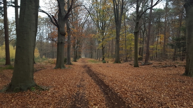 R_daalseBode's tweet image. Weerbericht Roosendaal: ‘Herfstweer met weinig neerslag en lagere temperaturen’ -  internetbode.nl/roosendaal/l/4…