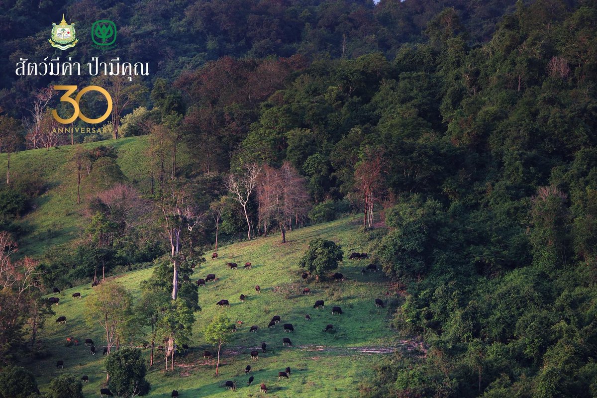 JTStory2008's tweet photo. ‘The soft morning sunlight acts as a signal, urging animals to begin their search for food. A herd of gaurs gradually emerges from the deep forest, grazing on tender grass as they go, filling tiny black spots across the pale green meadow.’

#JTStory #สัตว์มีค่าป่ามีคุณ https://t.co/kMKIL0Hi8S