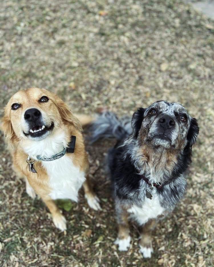 Big life update: I got married a week ago and have been applying for faculty jobs and getting papers submitted! Fall is such a busy time of year so I appreciate the moments to slow down and enjoy life. Plus my dogs are cute and I love them