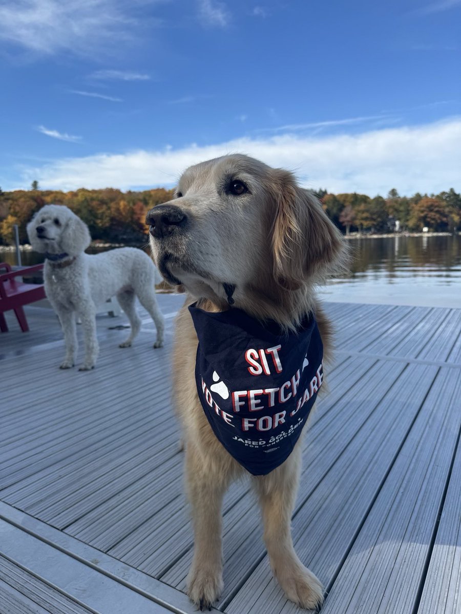 golden4congress's tweet image. Meet Sebbe! Welcome to Goldens for Golden, Sebbe! (Your poodle friend can be an honorary member.)