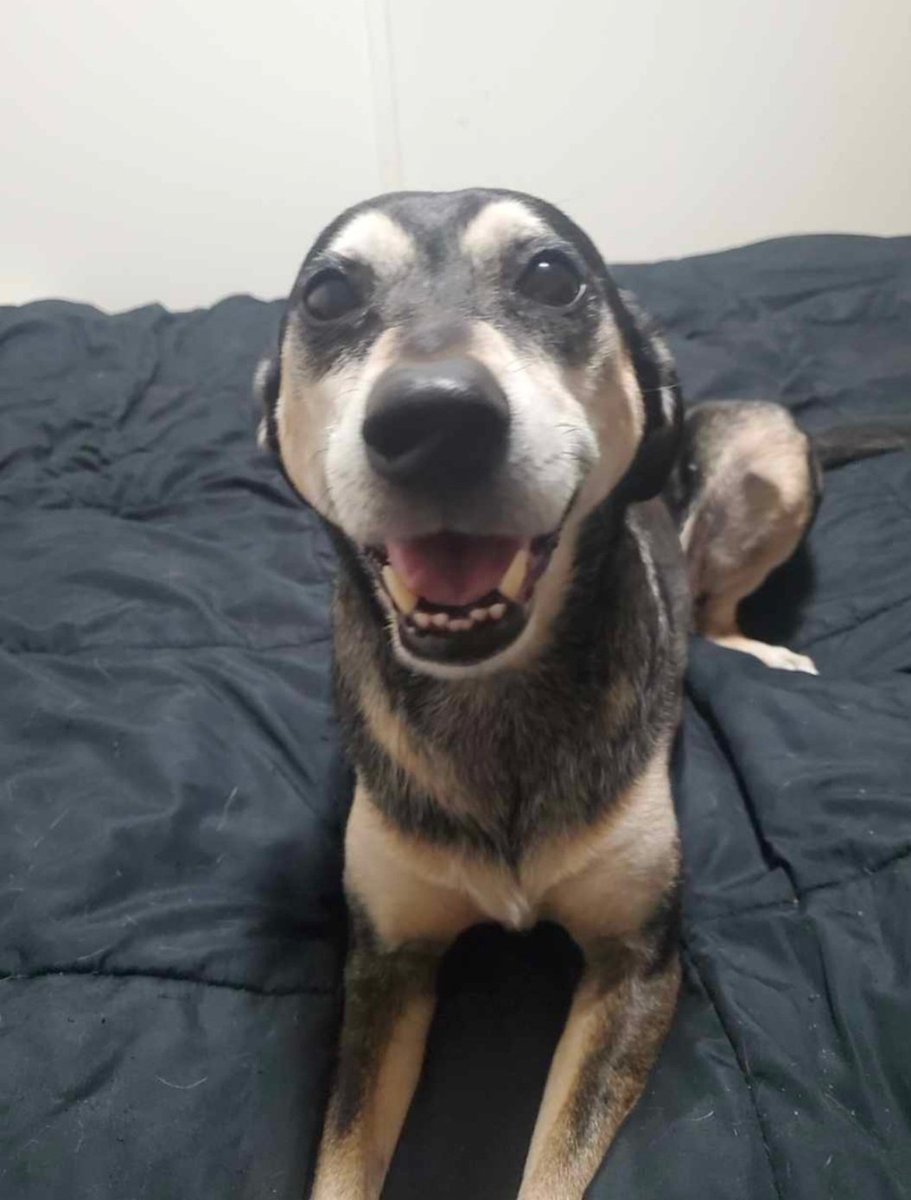 RotoDog 💙 🇺🇦 💛 tweet media