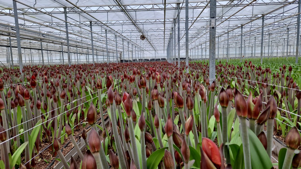 Luushooyman's tweet image. Jahoor ook kwekerij Wijnen morgen in het aanbod met Double King, Airen, Mega Star en Albarino #RFH klok Aalsmeer  👇👇