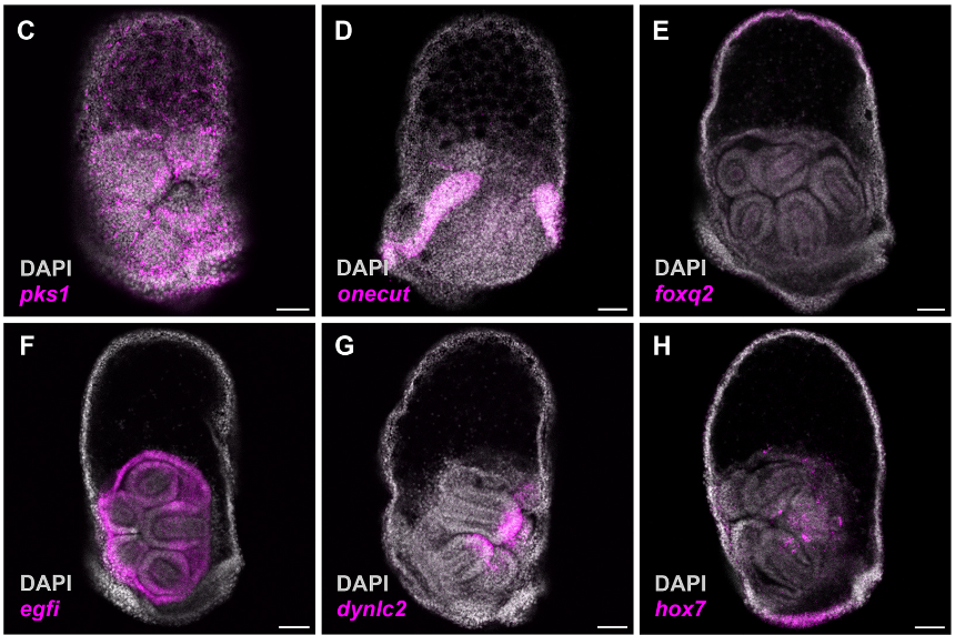 Contrasting the development of larval and adult body plans during the evolution of biphasic lifecycles in sea urchins

Read this #DevSIDiversity Research Article by Brennan McDonald, Gregory Wray <a href="/DukeU/">Duke University</a> and colleagues:
journals.biologists.com/dev/article/15…