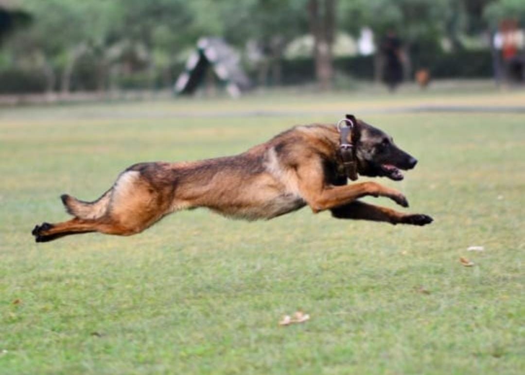 Whiteknight_IA's tweet photo. Update

We salute the supreme sacrifice of our true hero—a valiant #IndianArmy Dog, #Phantom.

As our troops were closing in on the trapped terrorists, #Phantom drew enemy fire, sustaining fatal injuries. His courage, loyalty, and dedication will never be forgotten. 

In the ongoing operation, one terrorist has been neutralized and Warlike stores have been recovered thus far.

#Hero
#K9warrior
