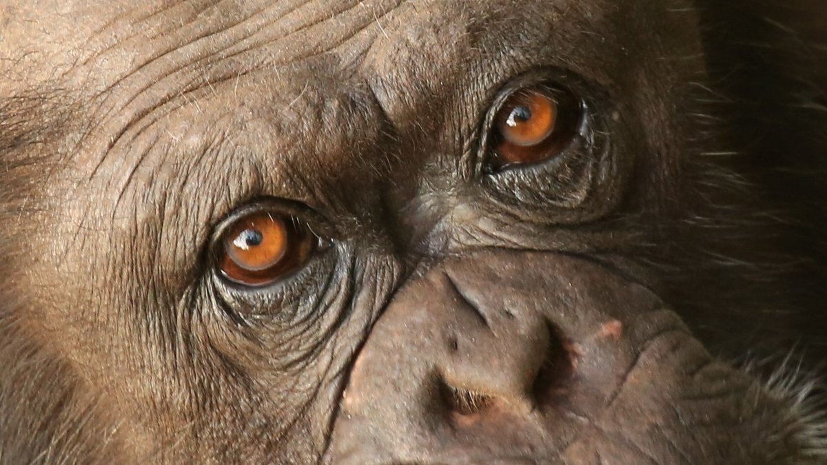 What do researchers studying #primatebehaviour and #cognition go on to do as #jobs after their studies? Our latest blog catching up with our <a href="/rzsslivinglinks/">RZSS Living Links</a> and Budongo Research Unit Alumni and what they are doing now after their research <a href="/EdinburghZoo/">Edinburgh Zoo</a> is out now! See below!