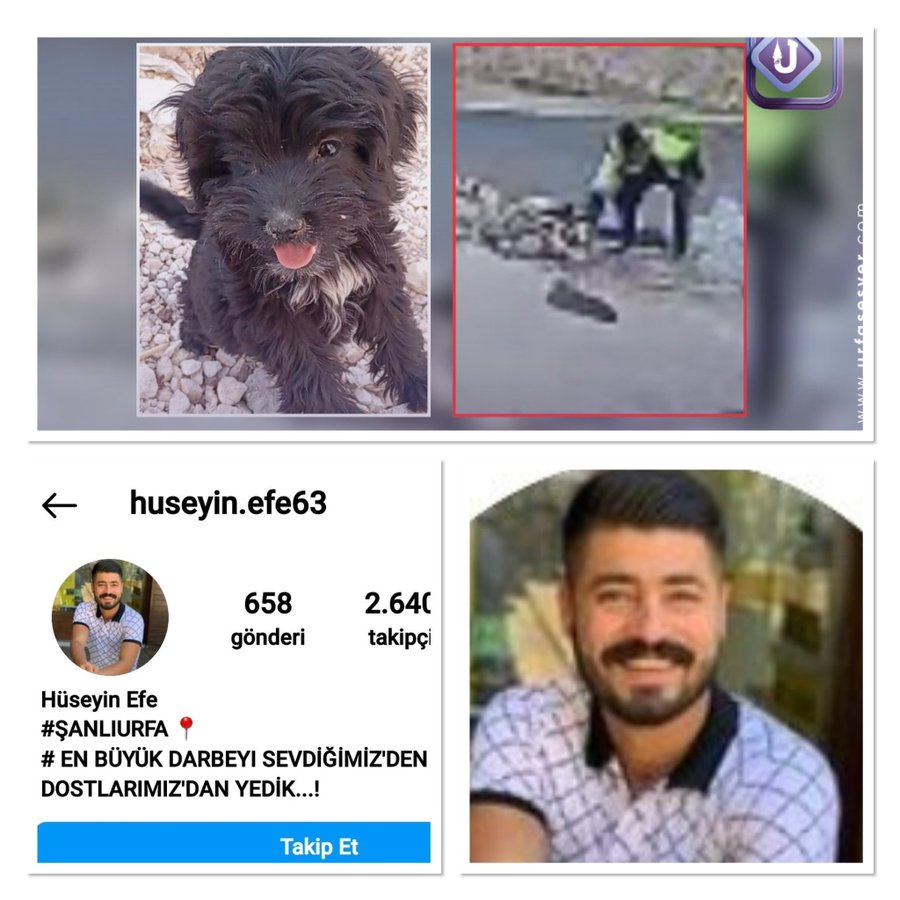 Yavru köpeğin başını taşla ezen KATİLİN savunmasına bakarmısınız?

- Üstüne saldırmış, ondan yapmış.. 

Saldırdı dediği can el kadar.

#TurkiyedeKatliamVar 
#HüseyinEfeTutuklansın.