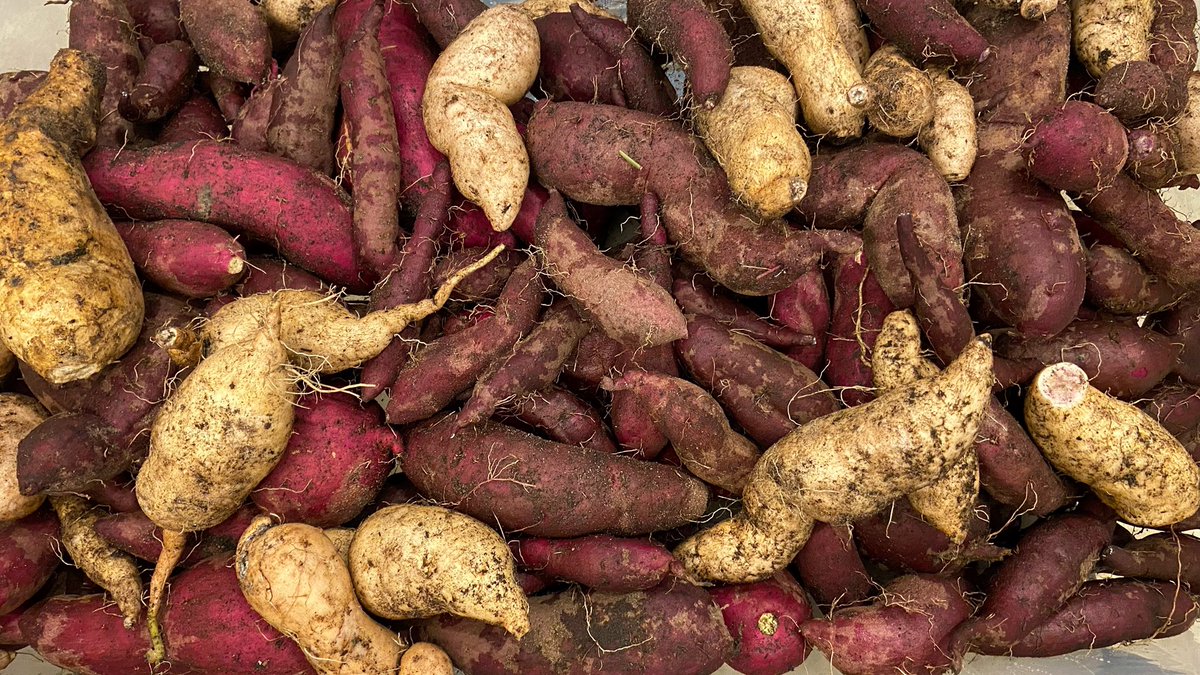 NCGardening's tweet image. My sweet potato harvest yesterday. All I can say is, wow 🍠 More on this later, for sure…

#sweetpotato #sweetpotatoes #harvest #garden #gardening #gardeninglife #gardeninglove #vegetablegarden #vegetablegardening #ediblelandscaping #growyourown #growyourownfood