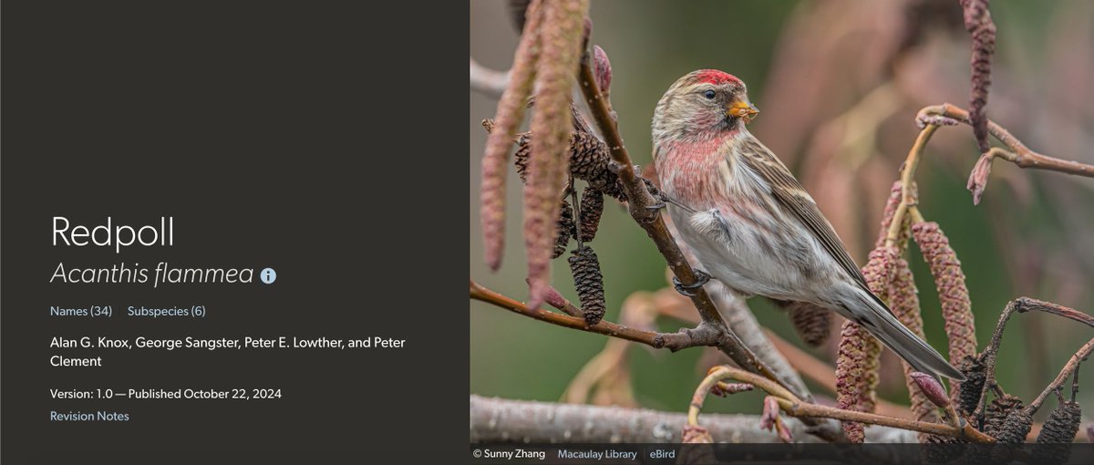 Alongside many splits, this year's Taxonomy Update also includes notable lumps!

Due to new evidence of a "supergene" that causes variance in appearance, the Common, Hoary, and Lesser Redpolls are now considered the mononymous Redpoll!

Learn more at BOW!
buff.ly/3C31qWb