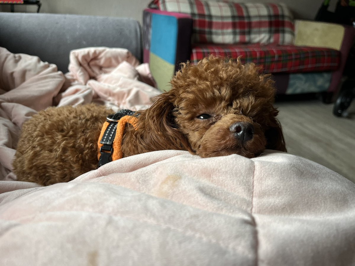 5 mins later and I’m now deposited paid &amp; have both home &amp; business energy with <a href="/OctopusEnergy/">Octopus Energy</a> 🥰 (<a href="/g__j/">Greg Jackson</a> Freddie is hoping for a cuddly octopus as she is an assistance dog who is in need of a new reward toy 🐙) 😇