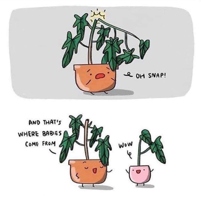 👶🌱