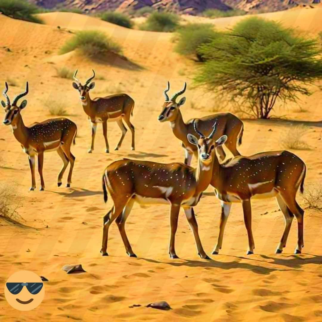 Lawyer_Kalpana's tweet photo. 120 करोड़ लोग मिलकर अपनी गौ माता की रक्षा नहीं कर पा रहे हैं।

और एक अकेले ने अपने समाज के पूज्य पशु की रक्षा के लिये पूरे देश में दबदबा बना दिया है धन्य है 🚩 https://t.co/ZP4jn1f8pq