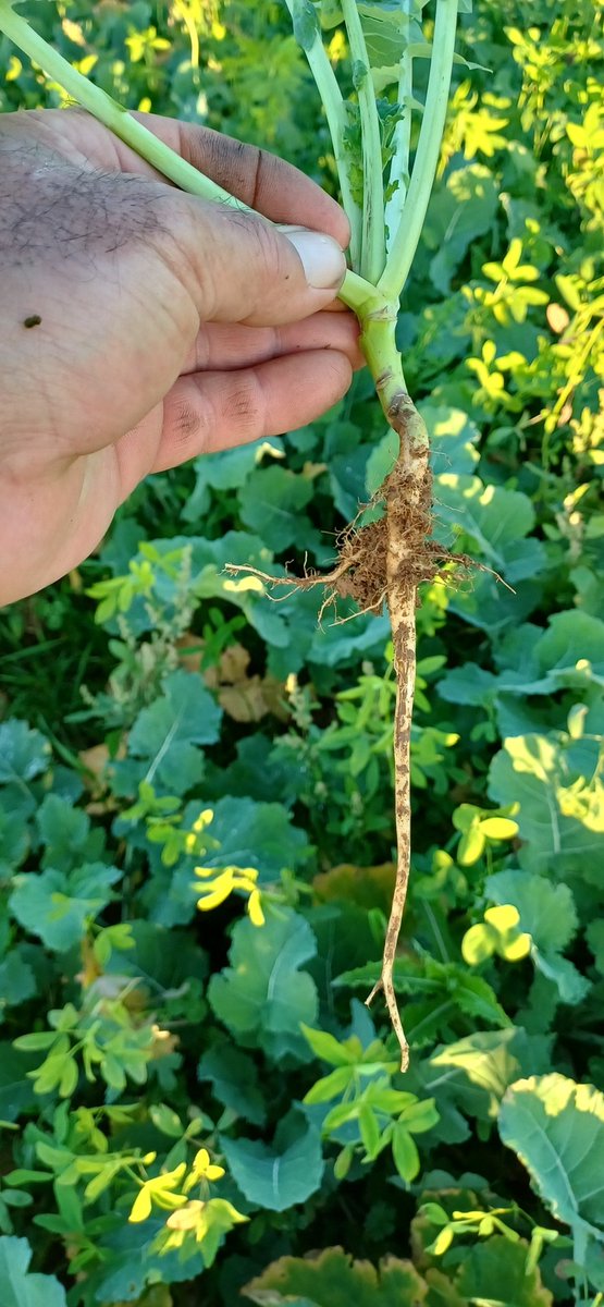 TonioPereira2's tweet photo. Opération #camouflage le charançons ne devrait pas s'attaquer à se mélange colza (lignée codex) 🍀 alexandrie 8 kg 🍀 blanc nain 2 kg. Ce colza à reçu juste un antigraminée à ce jour #colzarobuste #acs @terresinovia https://t.co/zud5qmSSi8