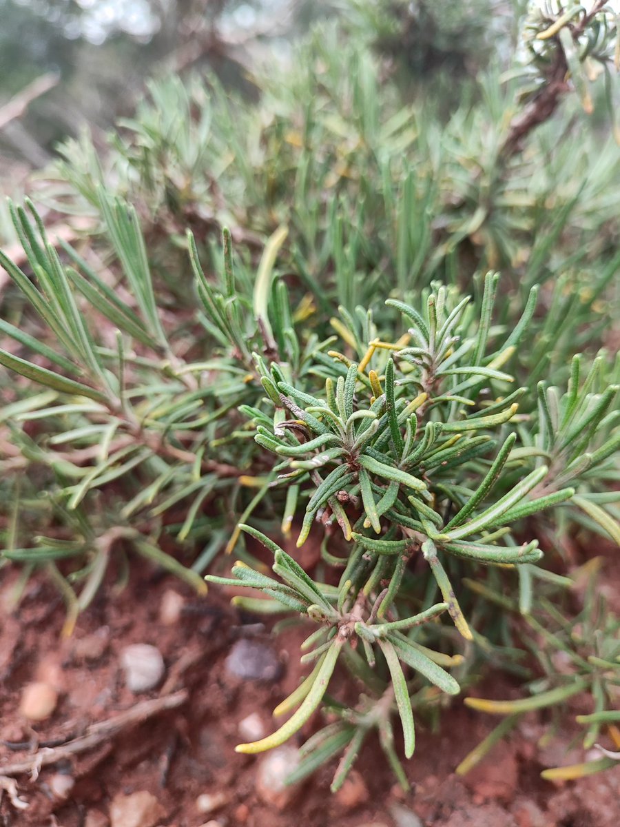 Can Mimó tweet media