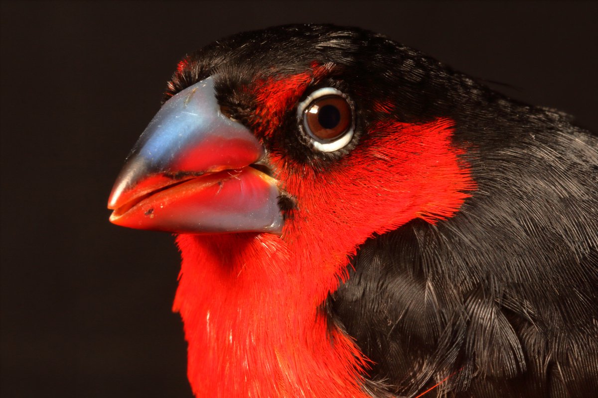 Hey who out there is attending #atbc2025 in Mexico?  <a href="/theATBC/">ATBC</a>   I was thinking about organizing a symposium on tropical birds...  #ornithology