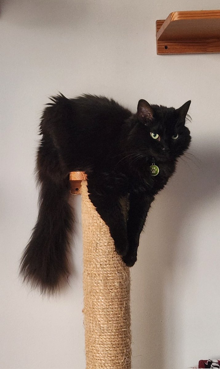 linipik's tweet photo. Dusting off this acc just for this post.
HAPPY NYX DAY!!
6 whole years with this absolute baby, the sweetest, most impatient kitten to roam this earth 🖤 https://t.co/BMPXL5PxWL