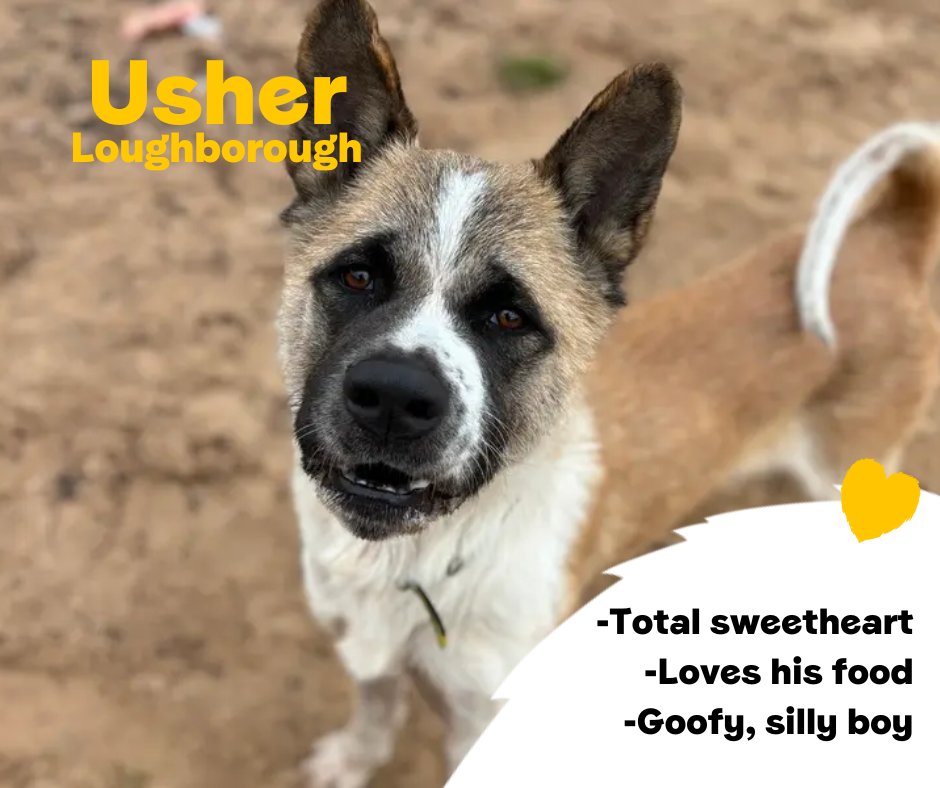DogsTrust's tweet photo. Usher is an adorable pooch who is sure to steal your heart very quickly! Once he's out of his shell you will see a goofy, cute lad with a fantastic personality. He is hoping to be the only pet in the home💛
@DT_Loughborough📍 https://t.co/PaY2kho2ns https://t.co/3mBubfB755