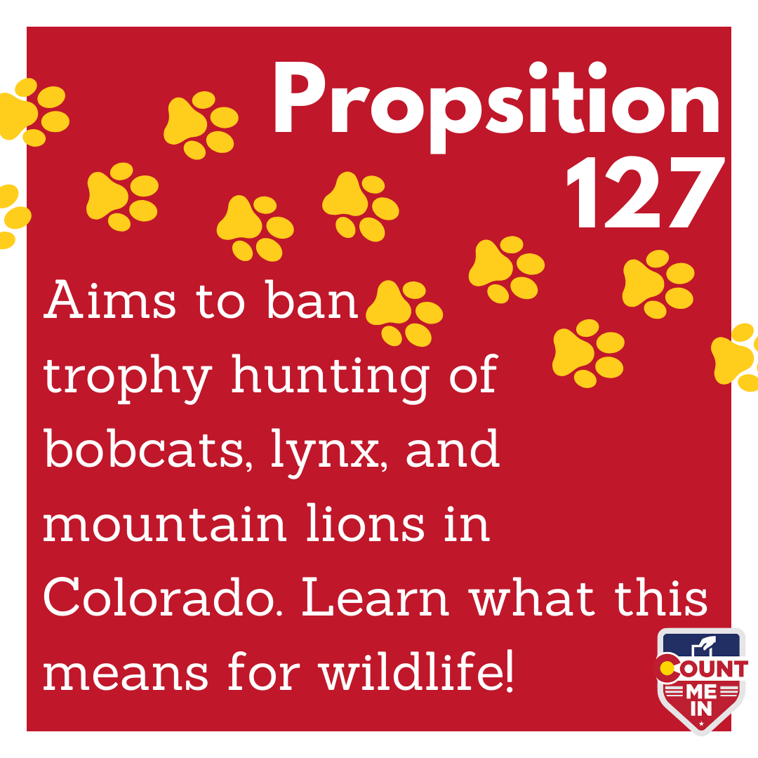 CountMeInCO's tweet photo. Prop 127 would ban trophy hunting of mountain lions, bobcats, and lynx. CO won't sell hunting licenses for these animals, or provide state reimbursement for livestock/property damage from mountain lions. Discover more: https://t.co/ThqfR48z0y Discover more https://t.co/ThqfR48z0y https://t.co/oGKivpaiDQ